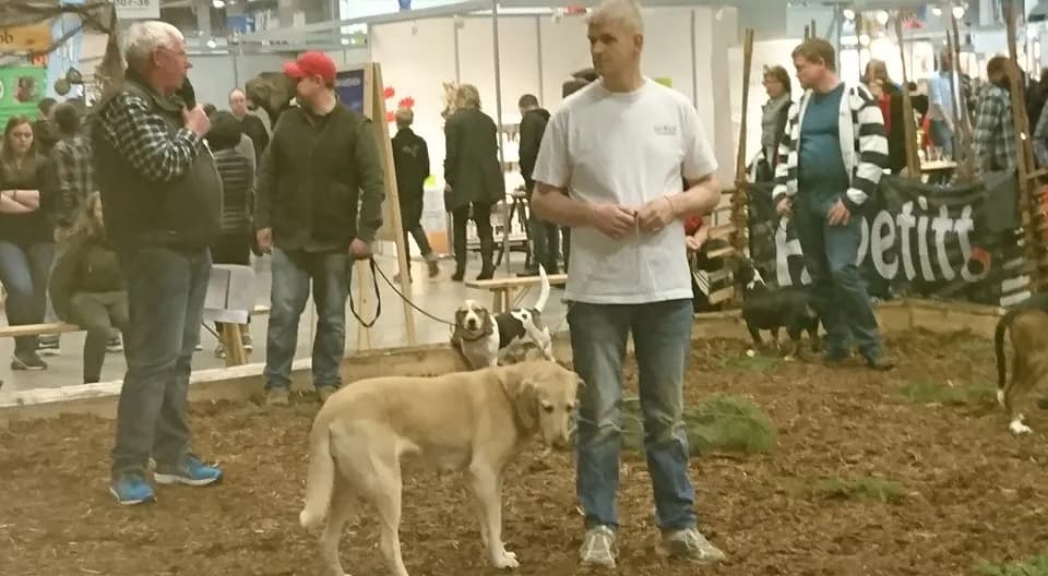 Russisk støver harehund på utstilling i Nittedal