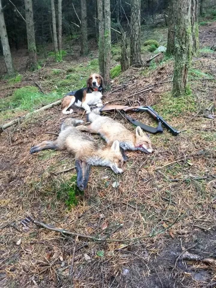Haldenstøveren på revejakt
