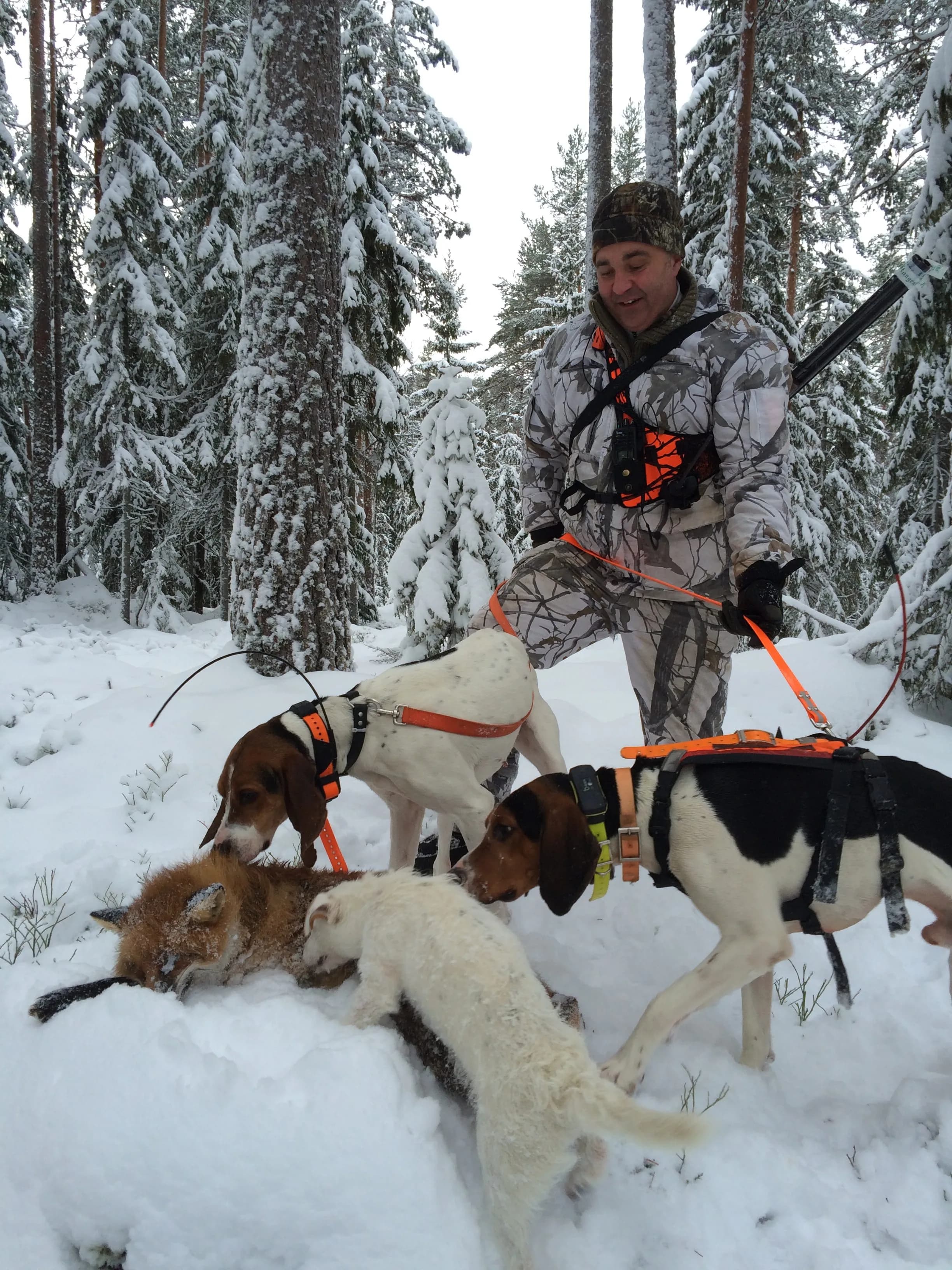 Treeing Walker Coonhound revejakt