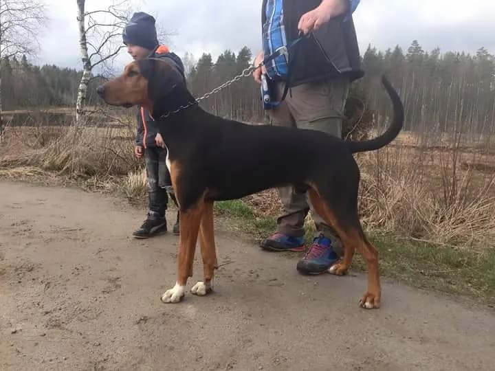 HolHound hank sammen med erik