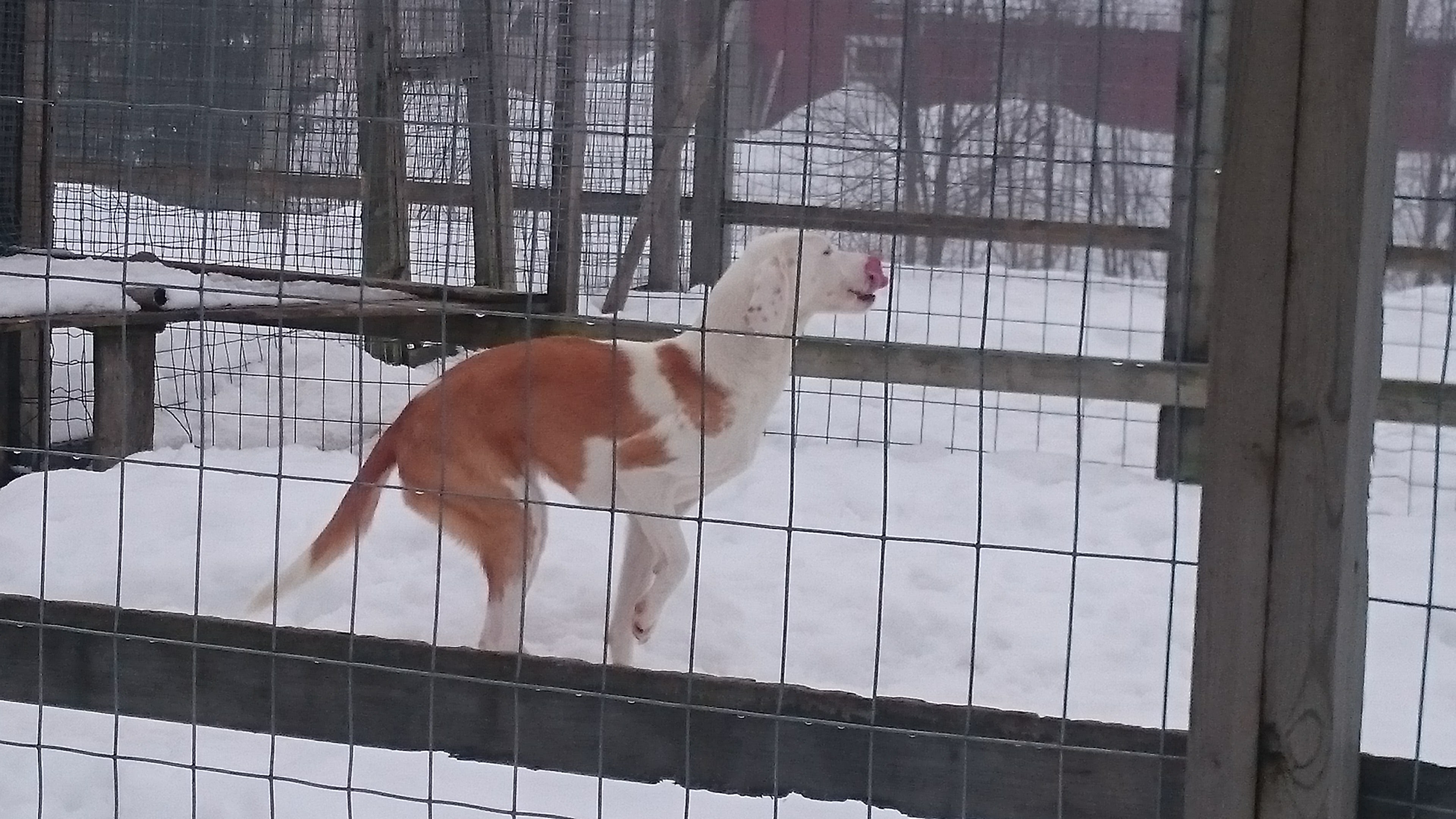 American Foxhound hos Juha Mäkimartti i Kemi